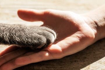 children's hand holds the paw of a gray cat,horizontal