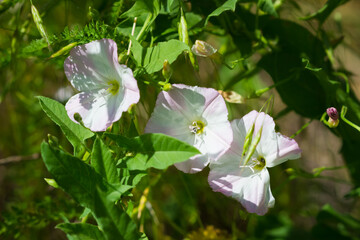 The field bindweed (lat. Convolvulus arvensis), of the family Convolvulaceae. Central Russia.