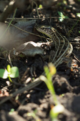 The sand lizard (Lacerta agilis), of the family Lacertidae. Central Russia.