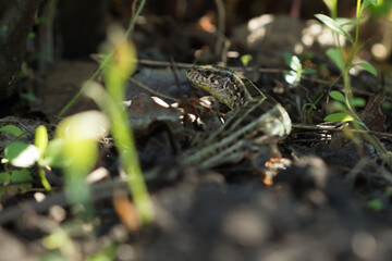 The sand lizard (Lacerta agilis), of the family Lacertidae. Central Russia.