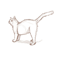 A cute cat stands and looks into the distance. Hand drawn vector illustration. A quick sketch of a funny cat.