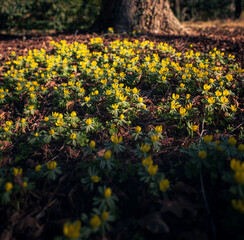 Nice yellow flowers in the botanical garden