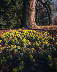 Obraz premium Nice yellow flowers in the botanical garden