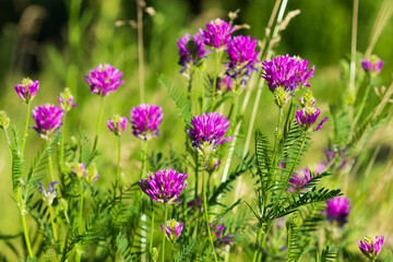 Astragalus onobrychis, of the family Fabaceae. Central Russia.
