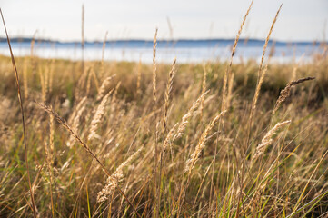 grass on the beach. Nykarleby/Uusikaarlepyy, Finland