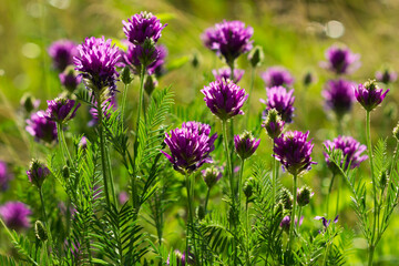Obraz premium Astragalus onobrychis, of the family Fabaceae. Central Russia.