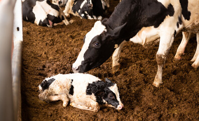 Newborn white with black calf laying on ground near mother cow on livestock dairy farm © JackF
