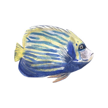 Tropical fish with stripes isolated on a white background. Watercolor illustration. An exotic sea angel. A resident of the barrier reef. A bright aquarium fish. Suitable for postcard, poster, package.