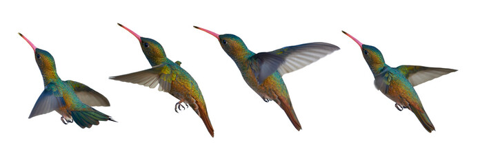 Cut out emerald hummingbird flying mid air in four different positions isolated on transparent background, white background. PNG graphic asset to use in composites or designs. - Powered by Adobe