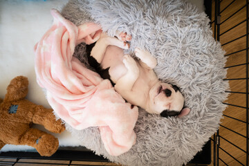 Boston Terrier puppy seen from above sleeping on a soft fluffy bed and with a blanket. She is in a crate. There is a teddy bear toy next to her.