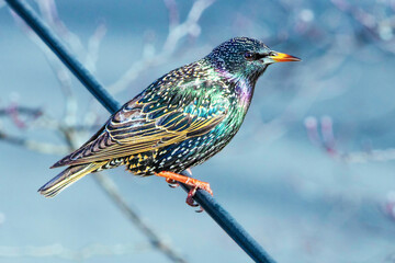 Bright European Starling 