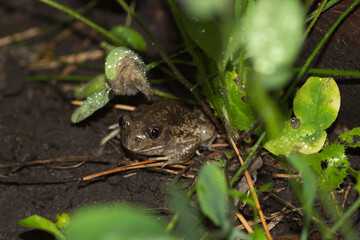 The European common spadefoot (lat. Pelobates fuscus), of the family Pelobatidae. Central Russia.