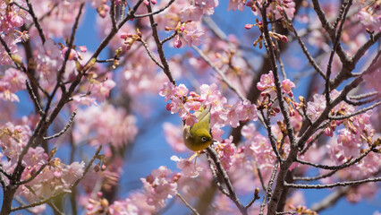 日本の桜の花とメジロ
