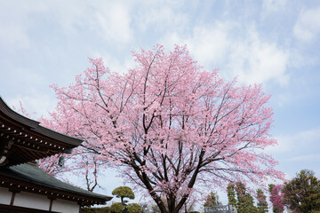 桜一本