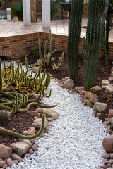 Camino de piedras blancas cruzando en invernadero de Madrid un día de primavera con variedad de cactus plantados a los lados.