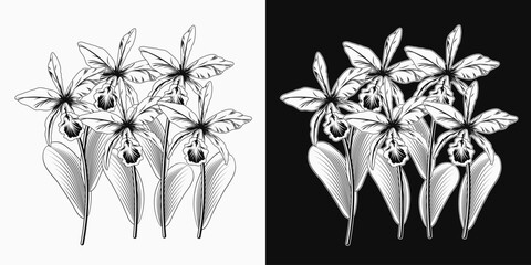 Cattleya Orchid flower group on white and dark background. Black and white illustration © OA_Creation