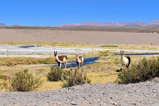 Isluga volcano national park fauna