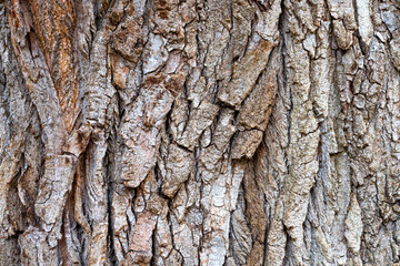 The texture of the bark close-up. wooden background.