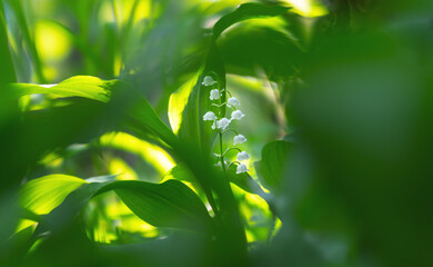 Blooming Lilies of the Valley in early spring close-up on a blurry background