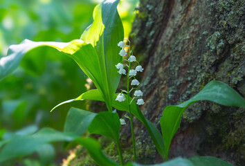 Obraz premium Blooming Lilies of the Valley growing near the trunk of a tree in early spring close-up