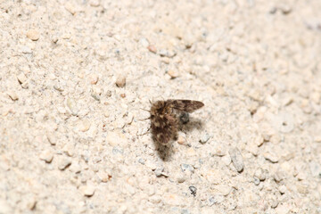 psychoda moth fly macro photo