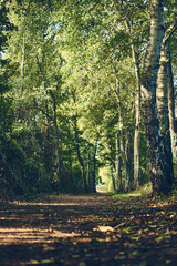 Sunny path through small birch tree forest. High quality photo