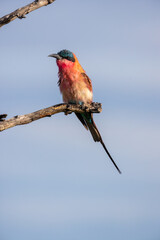 Southern Carmine Bee-eater