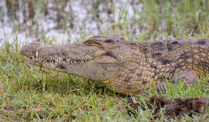 crocodile 