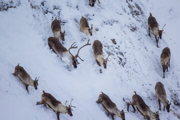 Caribou migrating downhill in the snow