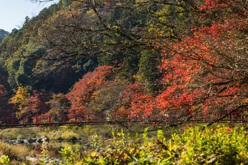 日本　愛知県豊田市足助町の香嵐渓の紅葉と巴川にかかる香嵐橋..
