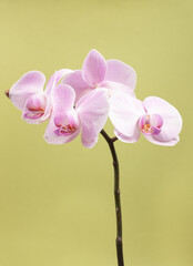 Fototapeta na wymiar Orchid branch on a light background.