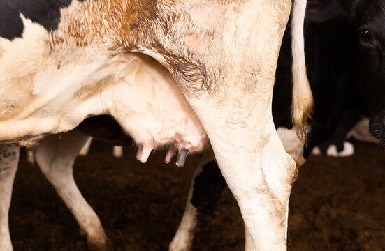 Close up of black and white cow udder at farm