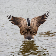 Canadian goose stretching its wings