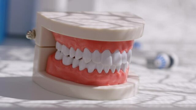 Model of a human jaw on a white surface