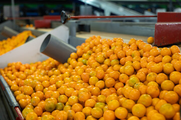 Heap of ripe sweet mandarin oranges on citrus crop sorting and packaging line at agricultural farm © JackF