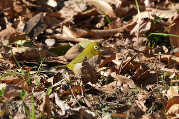 white eye in a forest