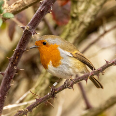 robin on a branch with thorns