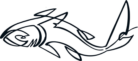 vector illustration of a shark fish