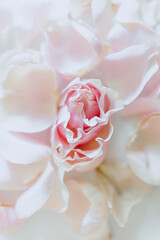 pale pink rose petals scattered on a white background, top view