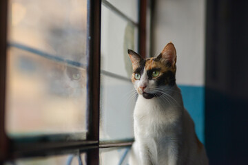 gata mirando a la ventana