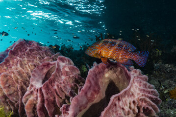 Coral Grouper