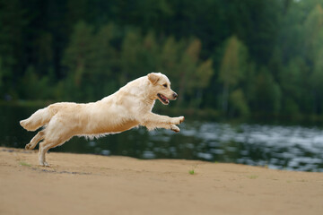 the dog jumps, flies on the beach on the lake, near the water. Active beautiful golden retriever in...