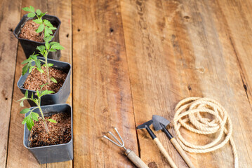 Seedlings grown in pots are ready for planting in the ground. Close-up, selective focus, space for text.