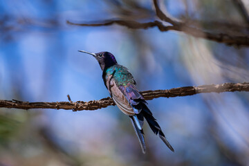 Selective Focus on Swallow-tailed Hummingbird (Eupetomena macroura) perched. Copy space.