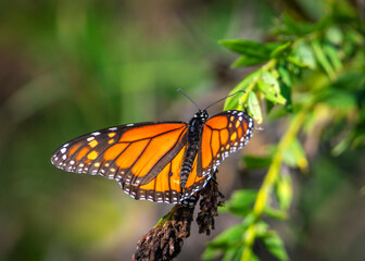 Fototapeta premium A Monarch Butterfly briefly landing on a plant along the Shadow Creek Ranch Nature Trail in Pearland, Texas!