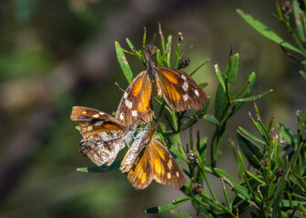 American Snout Butterflies in a group along the Shadow Creek Ranch Nature Trail in Pearland, Texas!