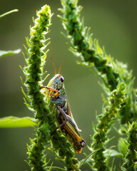 Differential Grasshopper hiding among weeds along the nature trail in Pearland, Texas!