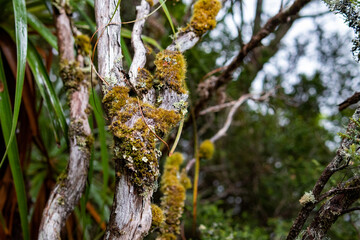 Nature of Cradle Mountain, Tasmania. Australia