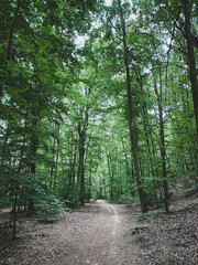 Obraz premium Hiking path in a forest in Germany