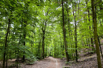 Fototapeta na wymiar Hiking path in a forest in Germany